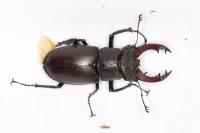 Lucanus cervus