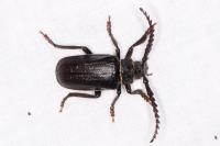 Prionus coriarius