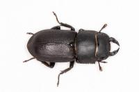 Dorcus parallelipipedus