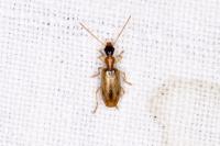 Demetrias atricapillus