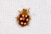 Vibidia duodecimguttata
