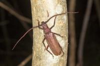 Aegosoma scabricorne