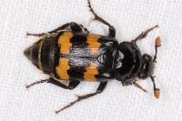 Nicrophorus