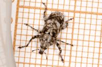 Gasterocercus depressirostris