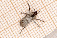 Gasterocercus depressirostris