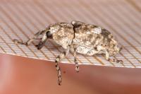 Gasterocercus depressirostris
