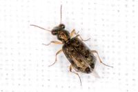 Asaphidion stierlini