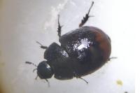 Sphaeridium