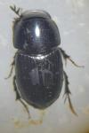 Acrossus depressus