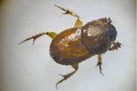 Euoniticellus fulvus