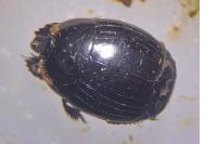 Hister unicolor