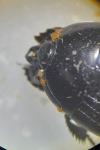 Hister unicolor