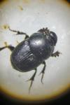 Onthophagus taurus
