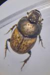 Onthophagus vacca