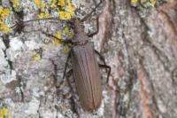 Aegosoma scabricorne