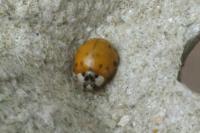 Harmonia axyridis
