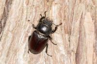 Lucanus cervus