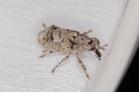 Gasterocercus depressirostris