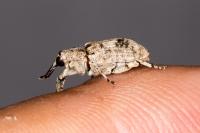 Gasterocercus depressirostris