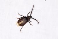 Prionus coriarius