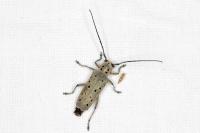 Saperda punctata