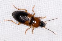 Stenolophus teutonus