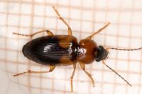Stenolophus teutonus