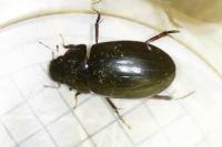 Hydrochara caraboides