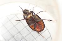 Hydrochara caraboides