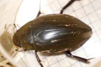 Hydrophilus piceus