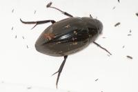 Hydrophilus piceus