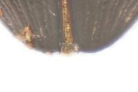 Hydrophilus piceus