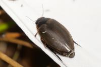 Colymbetes fuscus