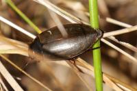 Colymbetes fuscus