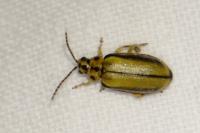 Xanthogaleruca luteola
