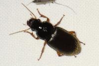 Pseudoophonus rufipes