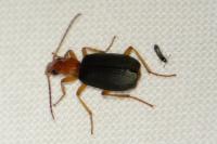 Brachinus