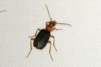 Brachinus