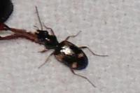 Bembidion