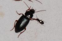 Bembidion