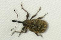 Notaris scirpi