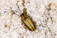 Xanthogaleruca luteola