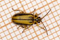 Xanthogaleruca luteola
