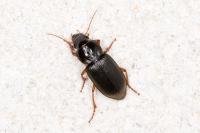 Pseudoophonus rufipes