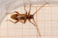 Trichoferus pallidus