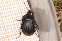 Phosphuga atrata