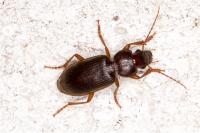 Scybalicus oblongiusculus