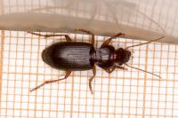 Scybalicus oblongiusculus