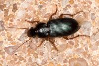 Ophonus ardosiacus