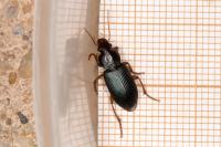 Ophonus ardosiacus